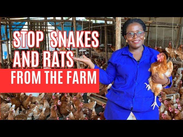 BRILLIANT techniques on how i stop Rats and snakes from coming to my farm!