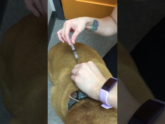 Dog Cartrophen Injection Demonstration - Winrose Animal Hospital