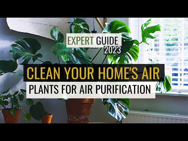 Clean Air? TOP Oxygen Purifying Houseplants REVEALED!