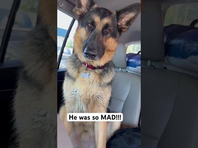 German shepherd MAD at PUPPY!!! #germanshepherd  #germanshepherdpuppy  #gsd #shorts