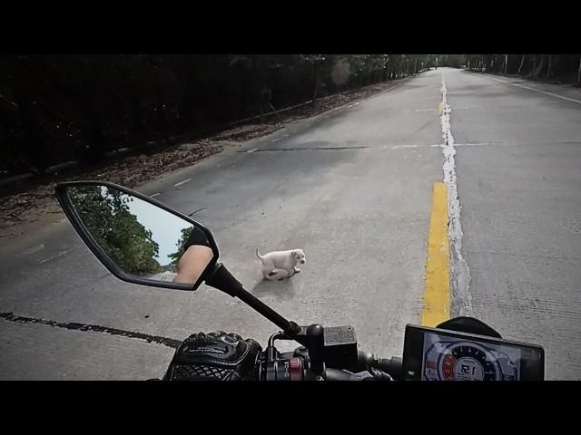 A homeless puppy braved danger to stop a motorcyclist on the fast lane, begging to be taken away.️