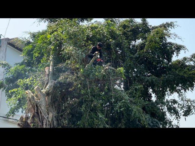 Cutting down useless fig trees is very dangerous - Tree cutting technique with a chainsaw