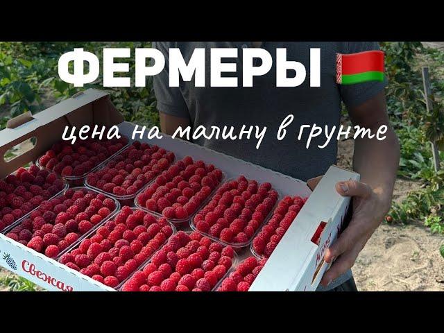 Выращивание малины в теплице . Сорта, подкормки и другие секреты выращивания. Тепличная малина