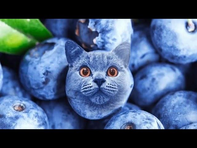 Blueberry cat (very emotional)