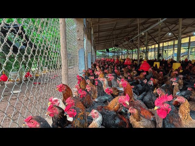 Chicken Growth Timelapse: 155 Days From Hatching to Adult.