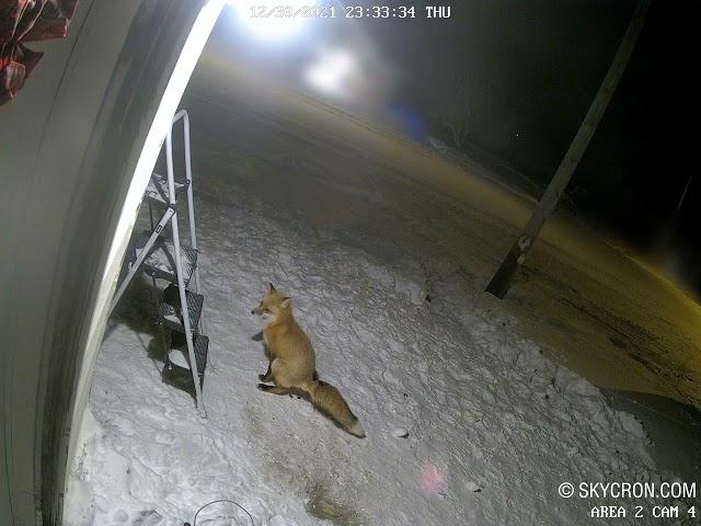 Fox takes DUMP on my front lawn