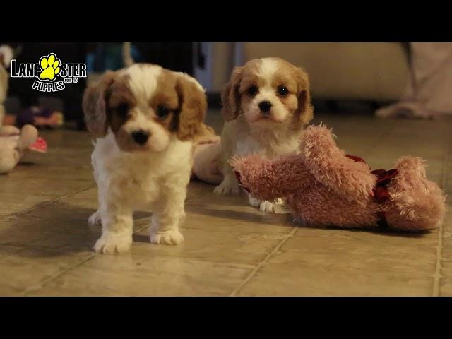 Cavachon Puppies