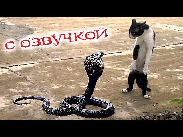 Приколы с котами! Самые смешные животные С ОЗВУЧКОЙ! Я РЖАЛ ЦЕЛЫЙ ЧАС!