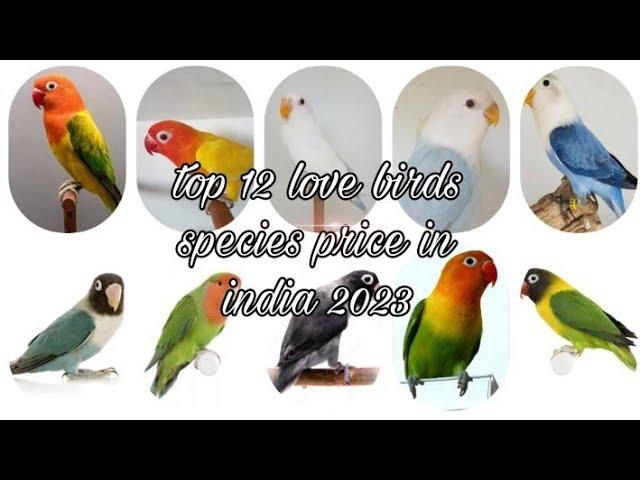 top 12 love birds species price in india 2023/2024