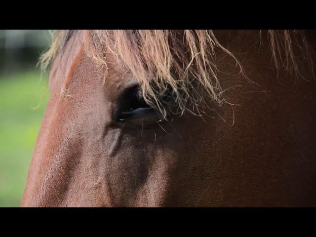 Steve Halfpenny Movie Trailer - Soft Feel and Light Horses by Grey Pony Films