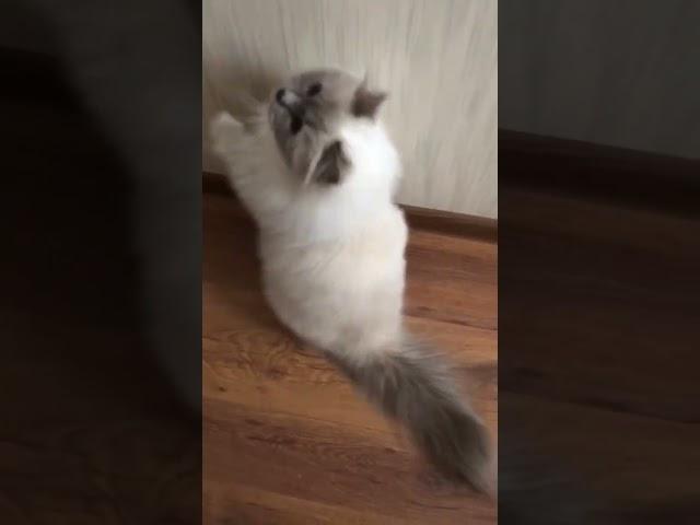 БЭЛЬ-"красота и молодость они не..."