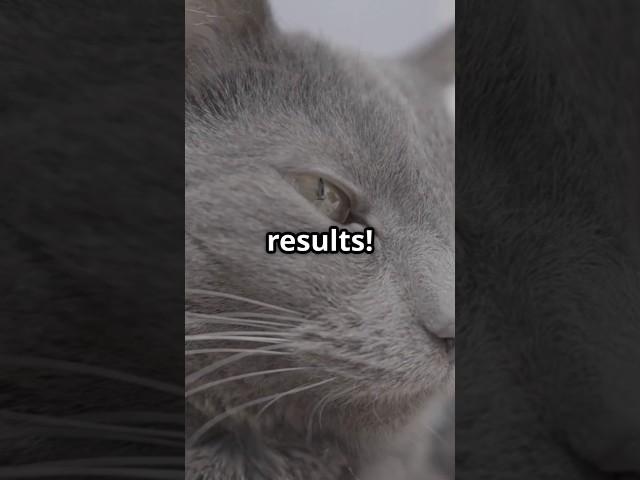 Stay consistent like this gray cat! Small steps daily = big wins. #Motivation #Consistency #Cat