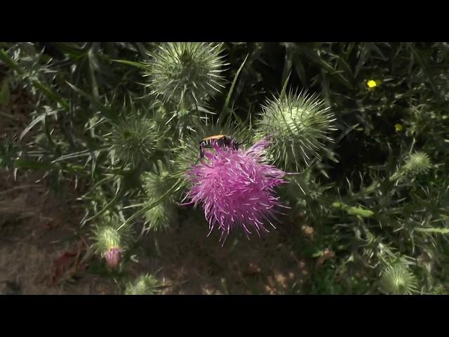 Gigantic spear thistle (Cirsium vulgare) in my back yard