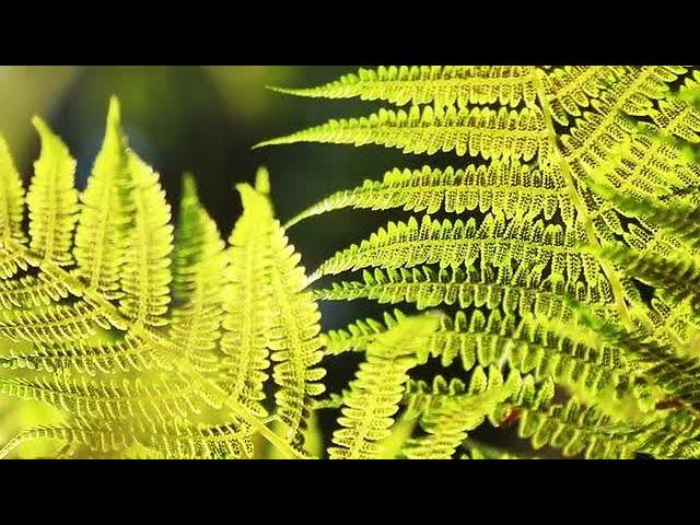 Fern Leaves Stock Video