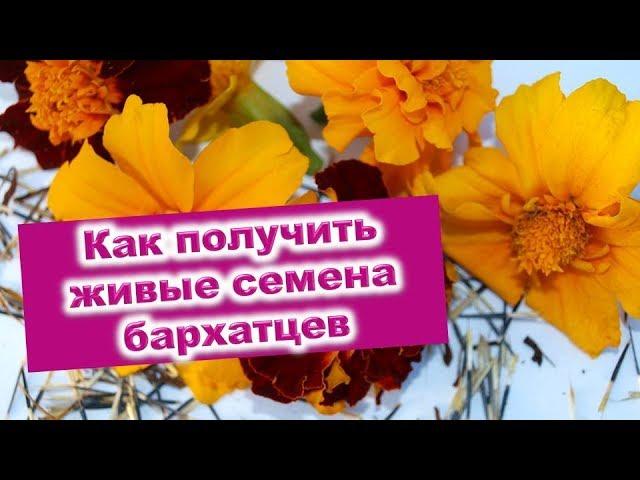 How to get quality marigold seeds. Seeds from their flowers. Life hacks from Raisa Goryachenko