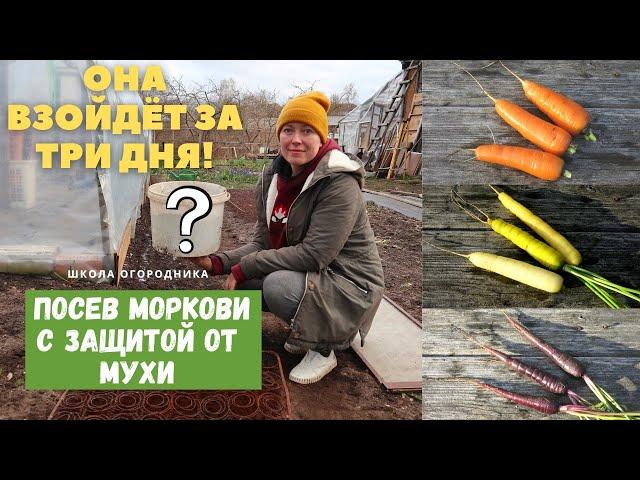 КАК защитить морковь от морковной мухи? /  Морковь долго не всходит. Что делать?