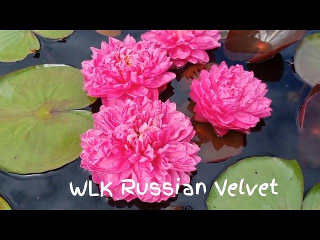 Нимфея WLK Russian Velvet (кувшинка Русский Бархат) селекция Хох Константина 2018 г.  Waterlilia.ru