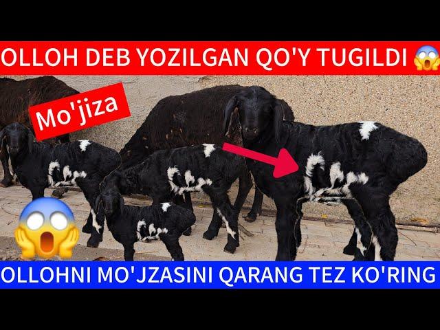  ALLOH DEB YOZILGAN QO'Y TUGILDI TEZ KO'RING TOSHKENT DA