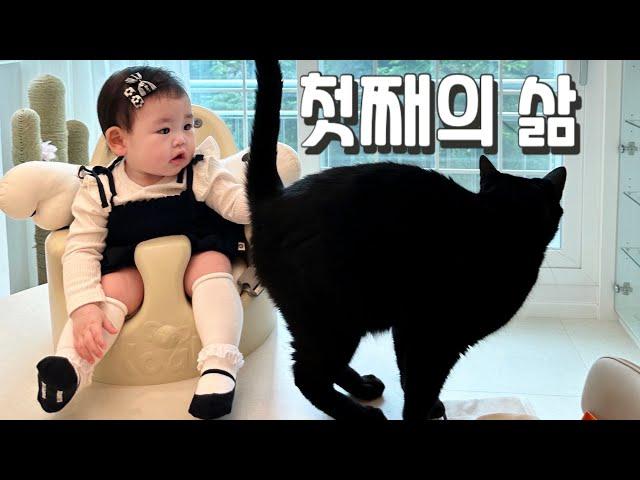 [박수홍 행복해다홍] 다홍이 근황 | 검은고양이 | 천재묘 | 냥또 | 생후200일 | 재이 |