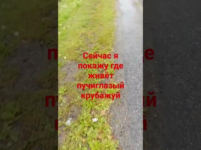 пучеглазый крибажуй  серия 1