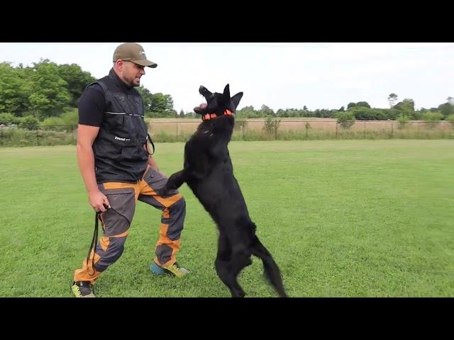 Bringing Intensity to Bangs Obedience