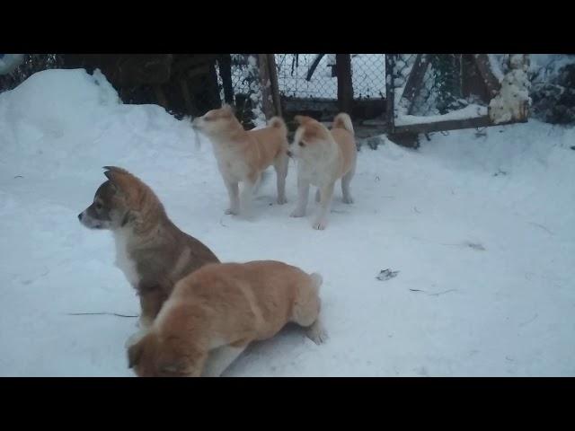 щенки западно сибирской лайки 2 месяца