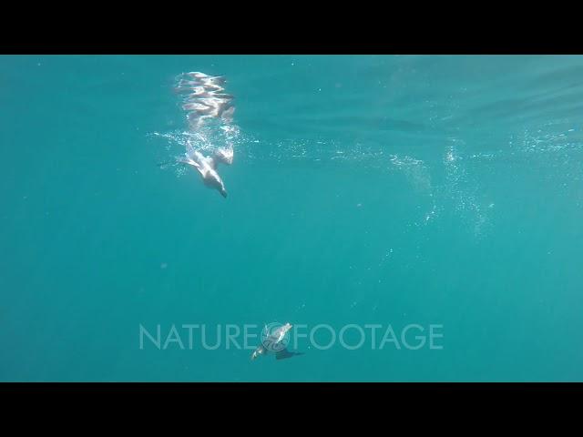 Atlantic puffin (Fratercula arctica) swimming underwater