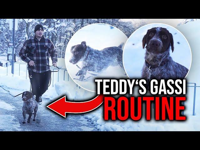 Gassi Routine mit Teddy aus der Tötungsstaion.. ️‍🩹