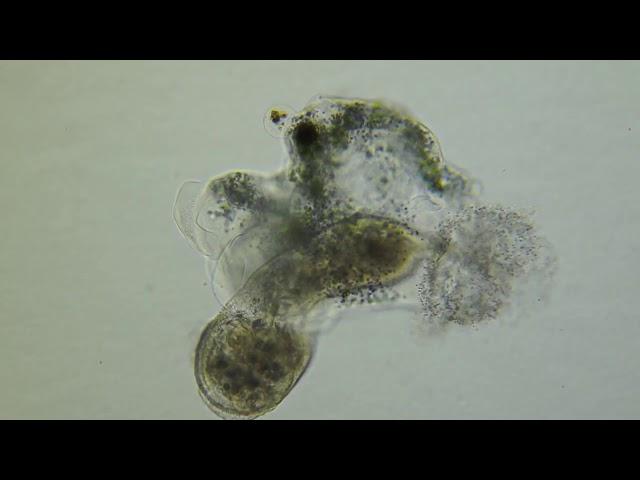 Phagocytosis