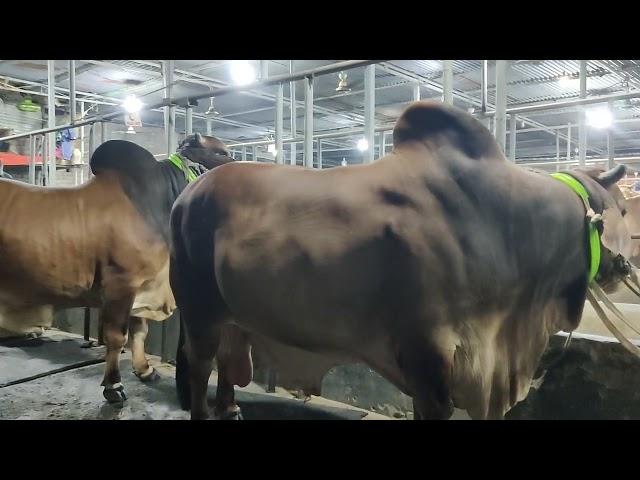 Bull farm in Bangladesh || big big cows || Biggest bull in Bangladesh