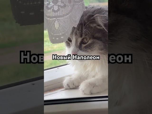 Наполеон #наполеон #залетит #актив #2024 #рекомендации #цой #врек #котики