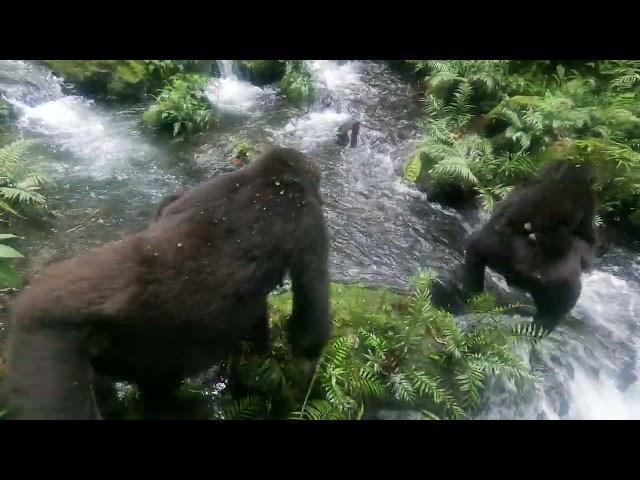 Gorillas crossing  river Muyanga and drinking  water .