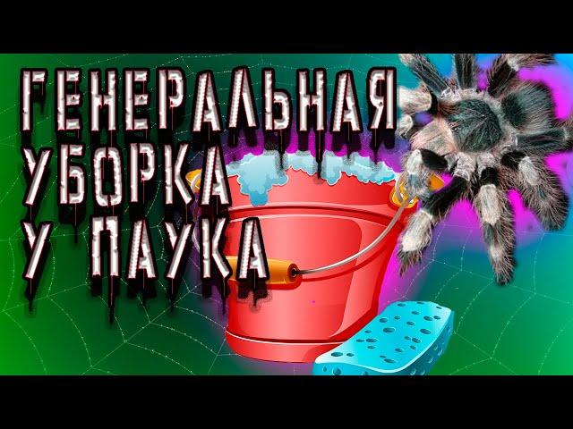 Генеральная уборка у Nhandu coloratovillosus АНАБЕЛЬ