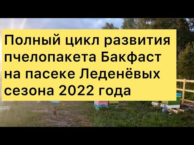 Полный цикл развития пчелопакета Бакфаст на пасеке Леденёвых сезона 2022 года