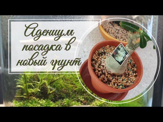 Пересадка адениума в новый грунт, аналог лечузы- пон.🪴 Цветущие каттлеи