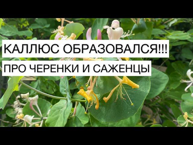 КАЛЛЮС ОБРАЗОВАЛСЯ!!! ПРО ЧЕРЕНКИ И САЖЕНЦЫ | САДОВЫЕ ДЕЛА