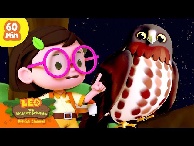 IS THAT A NIGHT OWL?!  | Sky Hunters | Leo the Wildlife Ranger | Kids Cartoon