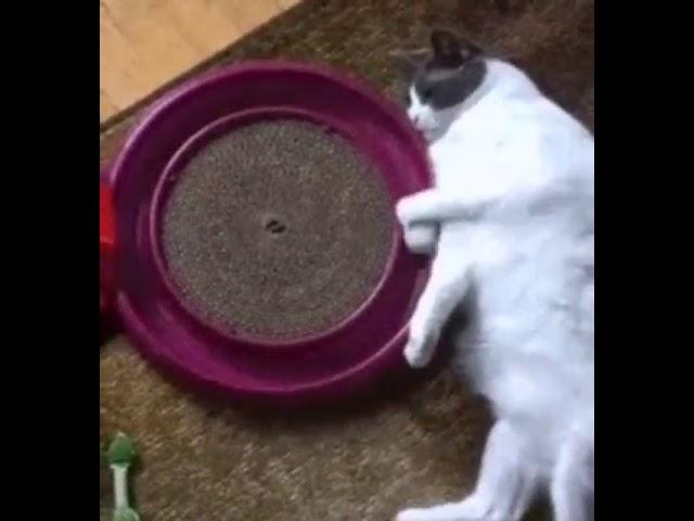 Самый ленивый кот играет сам с собой