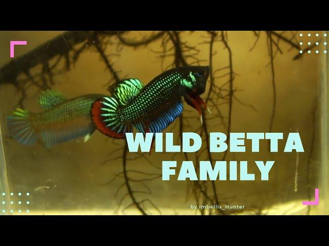 wild betta fish groups