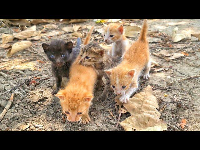 Street kittens calling mother meowing but ? Kittens rescue