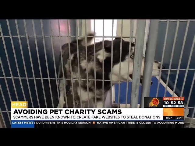 Scammers creating fake pet charity websites to steal donations