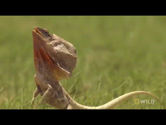 Frill Necked Lizard Escapes Python   Wild Monsoon