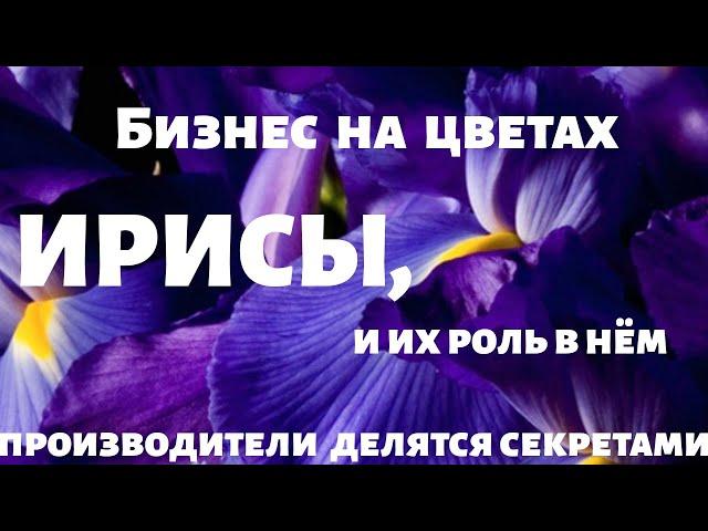 Ирисы зимой. Секреты 100% выгонки