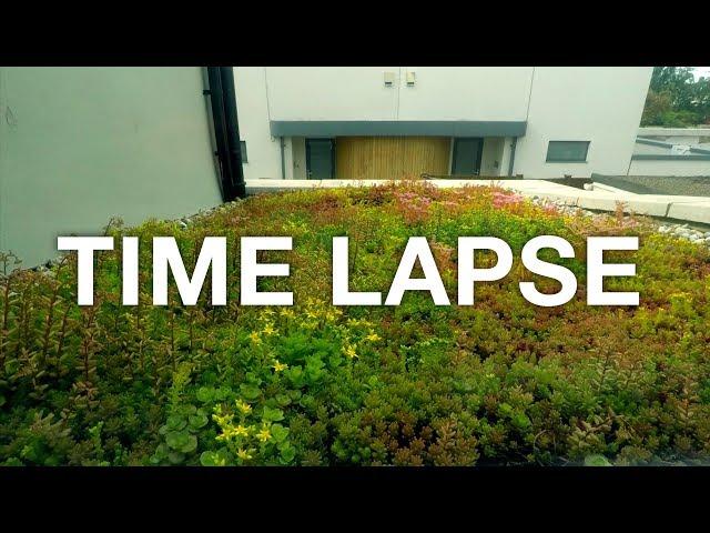  2 Month TIME LAPSE Sedum green roof build and growth