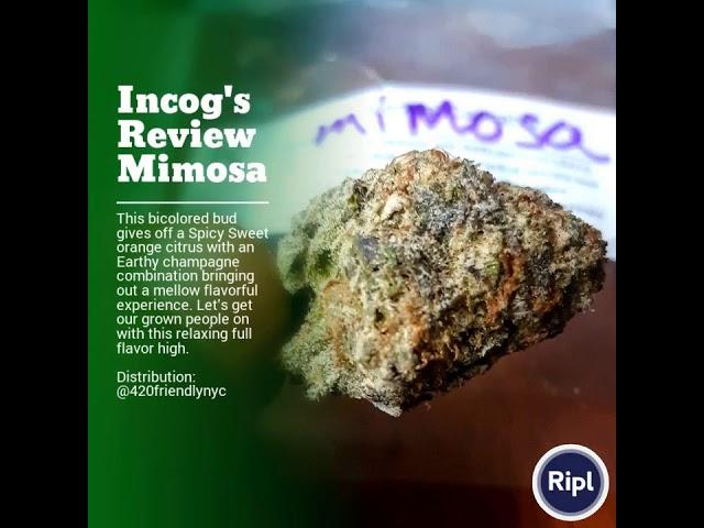 Incog's Review Mimosa