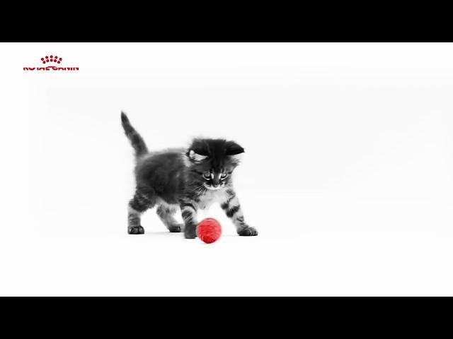 Корм для котят Роял Канин .Royal Canin