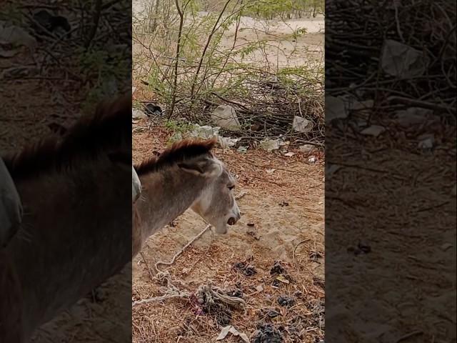 #Donkeys#animals#pets#viral #video#nature