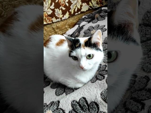 #диван#виноватый#озвучка #отдых #cat #кот #кошки #животные #юмор