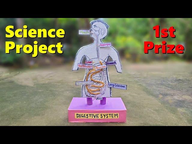 Human digestive system working model | Science project model | 2024