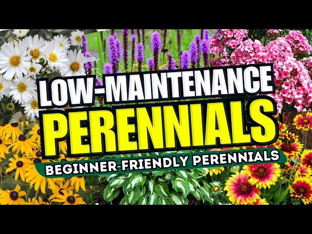  Top 10 Low-Maintenance Perennial Flowers ANYONE Can Grow! - Beginner-Friendly 